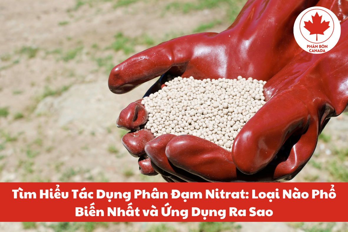 Tác dụng phân đạm Nitrat